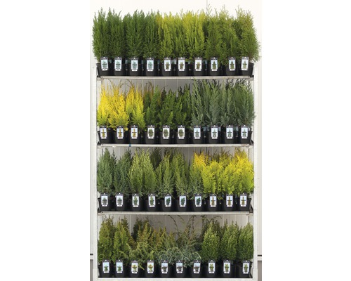 Diverse coniferen op een verkoopstandaard in potten.