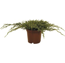 Kruipende jeneverbes in een plantenbak