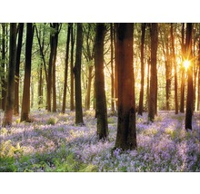 Licht bos met bomen en veel kleine bloemen op de grond