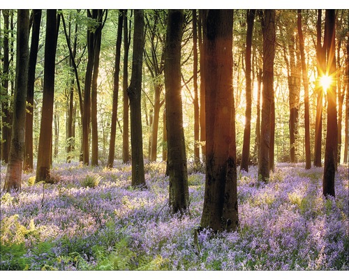 Licht bos met bomen en veel kleine bloemen op de grond