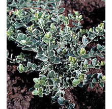 Op de foto staat een kardinaalsmuts plant met bladeren.