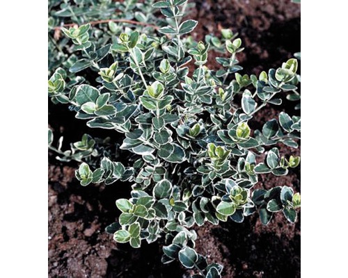FLORASELF Kardinaalsmuts Euonymus fortunei 'Emerald n Gaiety' potmaat Ø 9 cm H 10-15 cm FLORASELF Kardinaalsmuts Euonymus fortunei 'Emerald n Gaiety' potmaat Ø 9 cm H 10-15 cm