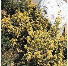 FLORASELF Kardinaalsmuts Euonymus fortunei 'Emerald n Gold' potmaat Ø 9 cm H 10-15 cm-thumb-2