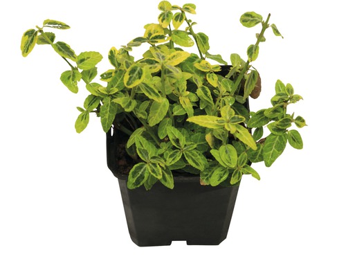 FLORASELF Kardinaalsmuts Euonymus fortunei 'Emerald n Gold' potmaat Ø 9 cm H 10-15 cm FLORASELF Kardinaalsmuts Euonymus fortunei 'Emerald n Gold' potmaat Ø 9 cm H 10-15 cm