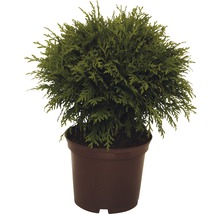Bolvormige Thuja in pot