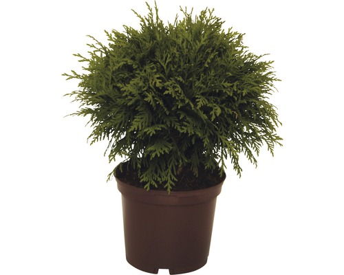FLORASELF® Levensboom Taxus baccata 'Westerstede' potmaat Ø23 cm