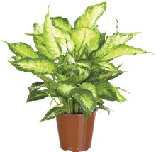 Dieffenbachia kamerplant in pot
