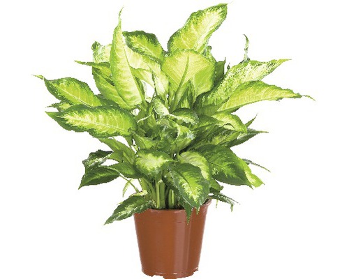 FLORASELF Dieffenbachia Dieffenbachia maculata 'Camilla' potmaat Ø 17.0 cm H 50-60 cm