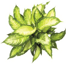 Dieffenbachia kamerplant met groene bladeren