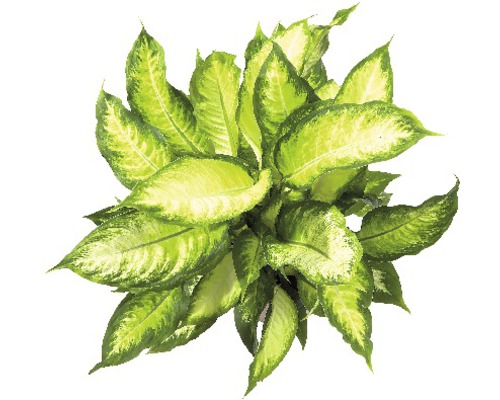 Dieffenbachia kamerplant met groene bladeren