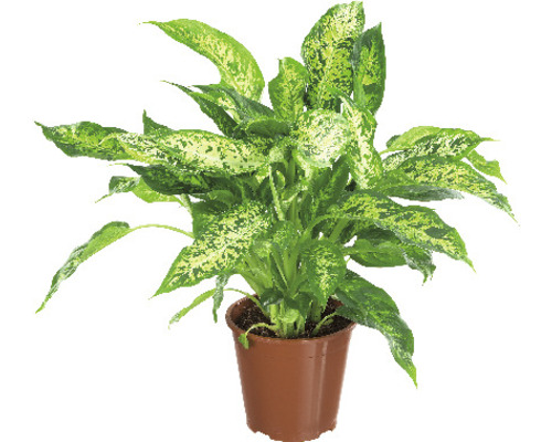 Dieffenbachia in een pot