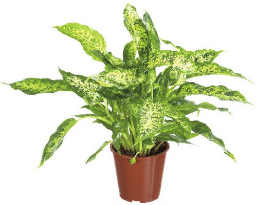 Dieffenbachia plant in pot
