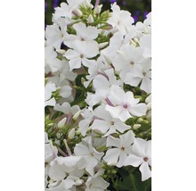 Close-up van witte vlambloem bloemen