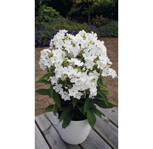 Vlambloem in een pot