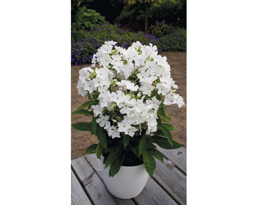 Vlambloem in een pot