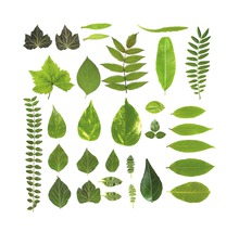 Diverse groene bladeren op een witte achtergrond