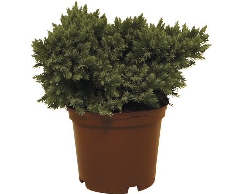 FLORASELF® Jeneverbes Juniperus squamata 'Blue Star' potmaat Ø19 cm