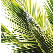 Close-up van palmbladeren