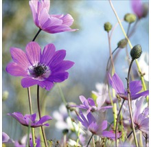 Close-up van paarse anemoonbloemen in een veld