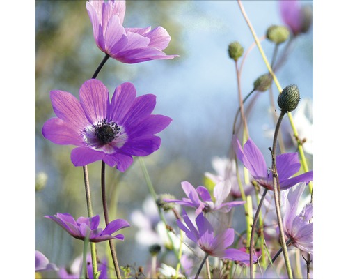 Close-up van paarse anemoonbloemen in een veld