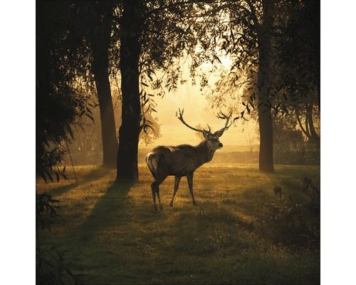 PURE LIVING Schilderij glas Deer & Sun 20x20 cm