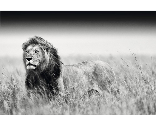 REINDERS Poster Kings of nature - lion 61x91,5 cm