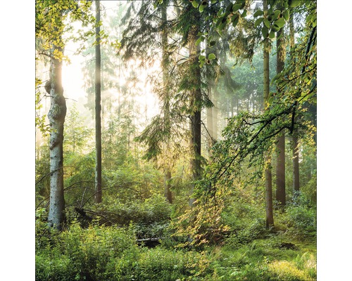 Boslandschap met bomen en weelderige vegetatie in zonlicht