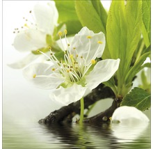 Bloeiende tak in water