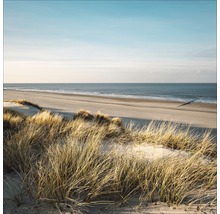 Strandhaver op zandduinen met uitzicht op zee