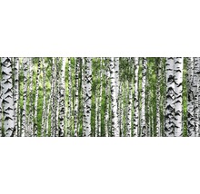 Birkenbos met witte stammen en groene bladeren