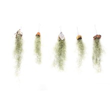 Vijf hangende Tillandsia''s in verschillende houders