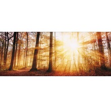Boslandschap met zonnestralen, herfstbladeren en boomstammen