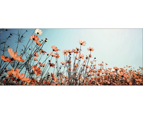 Veld met bloeiende cosmea''s tegen een heldere hemel