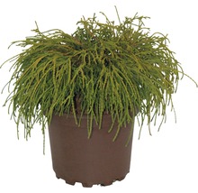 Cipres in een pot