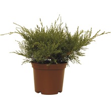 Jeneverbes plant in pot