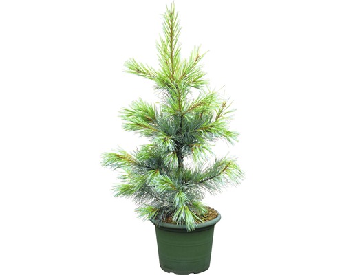 FLORASELF Amerikaanse witte den Pinus monticola 'Ammerland' potmaat Ø 25.0 cm H 40-60 cm