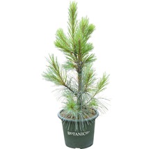 Pijnboom in pot