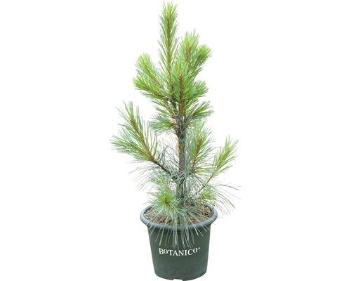 Pijnboom in pot