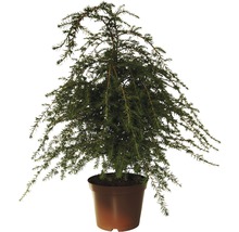 Cipres in een pot