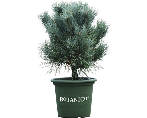 Den Pinus sylvestris `Watereri` potmaat Ø 23 cm H 30-40 cm