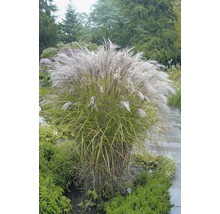 Chinees riet in de tuin