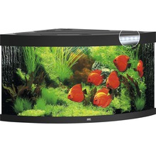 Hoekaquarium met vissen en planten