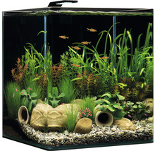Ingericht aquarium met vissen, garnalen, planten en stenen