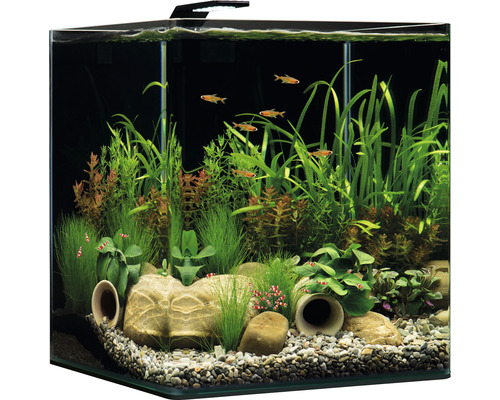 Ingericht aquarium met vissen, garnalen, planten en stenen