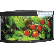 Hoekaquarium met planten en vissen