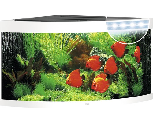 Hoekaquarium met vissen en waterplanten
