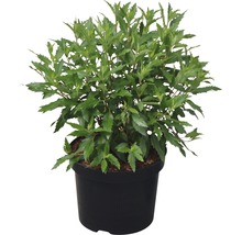Blauwe spirea Caryopteris clandonensis 'First Choice' potmaat Ø 21,0 cm H 40-60 cm