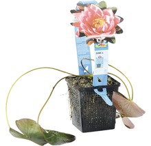 Waterlelie in een pot