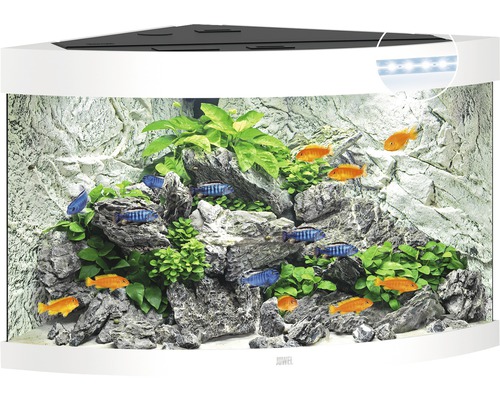 Hoekaquarium met vissen, planten en stenen als decoratie