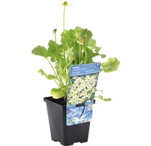 FLORASELF Gele Dotterbloem Caltha palustris 'Alba' potmaat Ø 9 cm H 10-40 cm